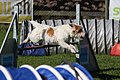 Agility - Sprung Parson Russell 2.jpg