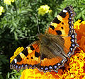 * Nomination Aglais urticae Przykuta 12:04, 21 June 2007 (UTC) * Decline Size! Please read guidelines! --Simonizer 12:28, 21 June 2007 (UTC)