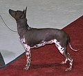 American Hairless Terrier, Hairless, tricolor