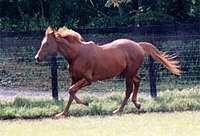 High withers on a Thoroughbred. Air Jihad 20050923F01.jpg