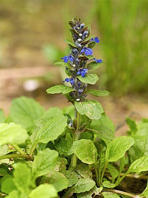 Creeping Gunsel (Ajuga reptans)