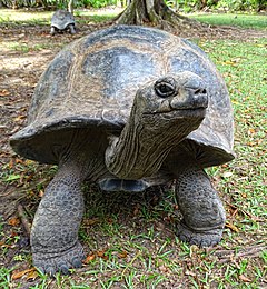 Aldabra Female on Curieuse.JPG