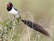 Alectrurus risora - Strange-tailed tyrant (male) 03.jpg