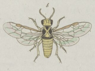 <i>Hoplocampa flava</i> Species of sawfly