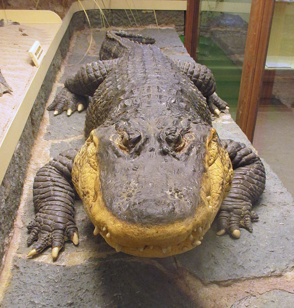 File:Alligatorn Smilet på Göteborgs Naturhistoriska Museum 7947.jpg