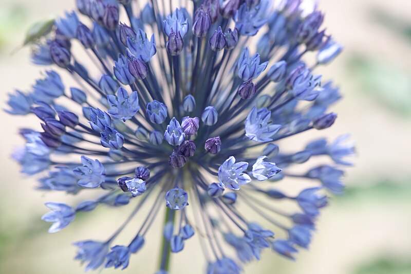 File:Allium caeruleum - 52973553432.jpg