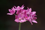 English: Allium oreophilum at the ÖBG Bayreuth Deutsch: Allium oreophilum im ÖBG Bayreuth