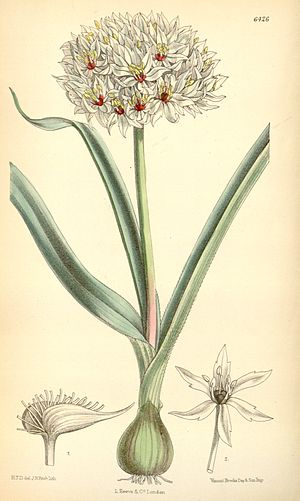 Allium orientale (as A. erdelii) Bot. Mag. 105. 6426 . 1879.jpg
