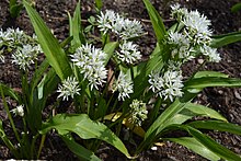 Allium ursinum - Lučenec 2015.jpg