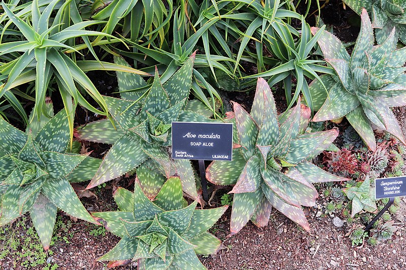 File:Aloe maculata IMG 2051.jpg