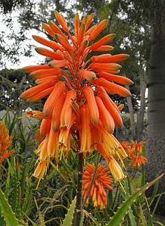 Aloe Kedongensis: Plant spesie