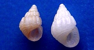 <i>Alvania zaraensis</i> Species of gastropod