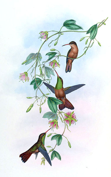 File:Amazilia yucatanensis.jpg