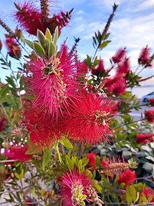 Callistemon : planter et tailler – PagesJaunes