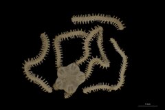File:Amphiodia ascia - OPH-000084 hab-dor.tif (Category:Echinodermata in the Natural History Museum of Denmark)