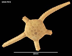Amphiophiura bullata (USNM)