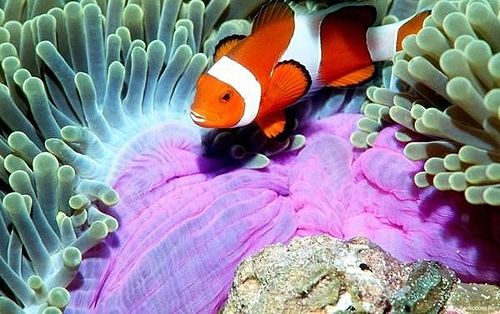 Обитатели моря. Рыба клоун оцеллярис. Рыба клоун амфиприон. Рыба клоун в актинии. Оранжевый амфиприон.