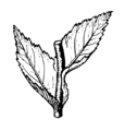 Amplexicaul leaves (PSF).png