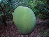 White oblong fruits on a background of much thin, but much longer leaves