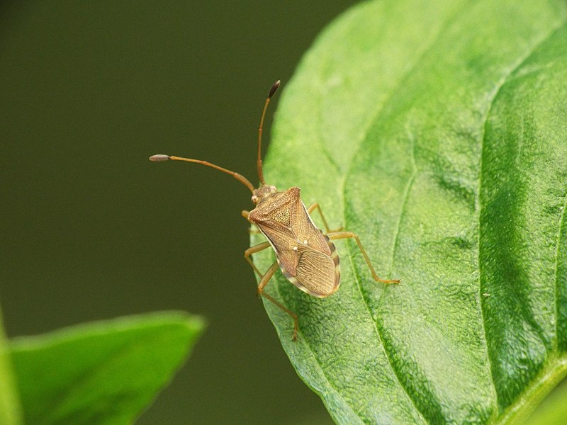 File:An insect called pentatomomorpha.jpg