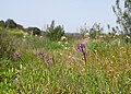 Anacamptis morio subsp. champagneuxii Spain