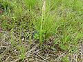 Anacamptis pyramidalis France - Offendorf