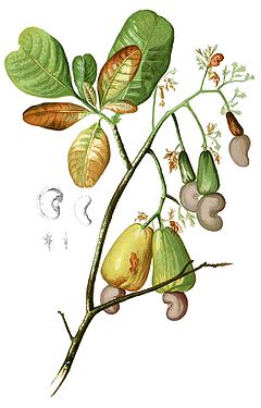 Anacardium occidentalis