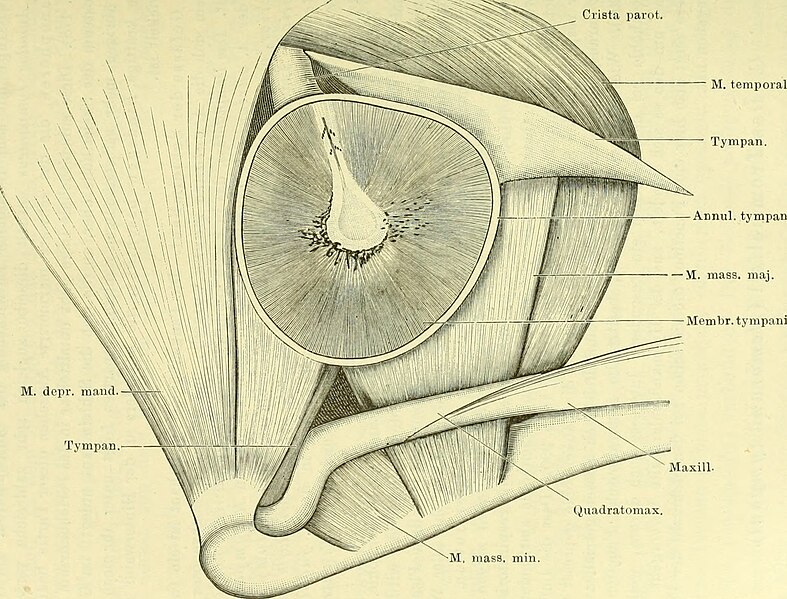 File:Anatomie des Frosches (1904) (17983939060).jpg