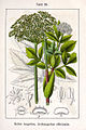 Angelica archangelica (as syn. Archangelica officinalis) vol. 12 - plate 26 in: Jacob Sturm: Deutschlands Flora in Abbildungen (1796)