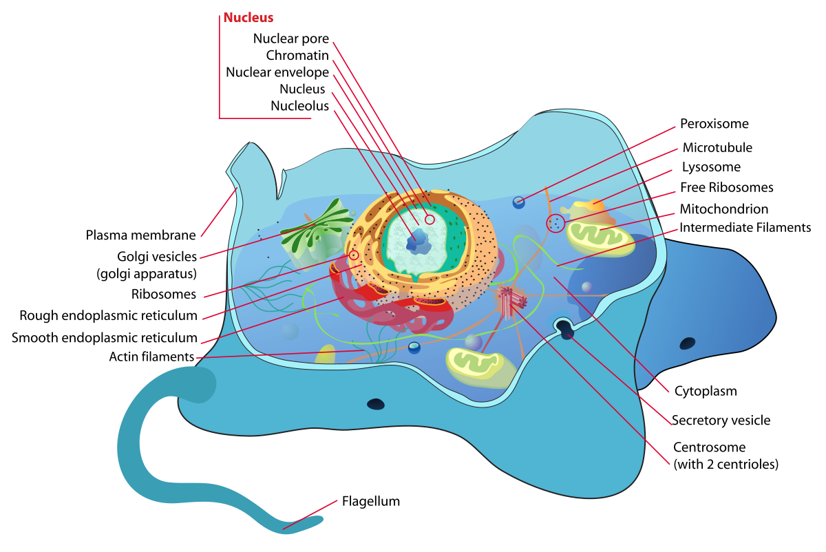 File:Animal cell structure  - Wikimedia Commons