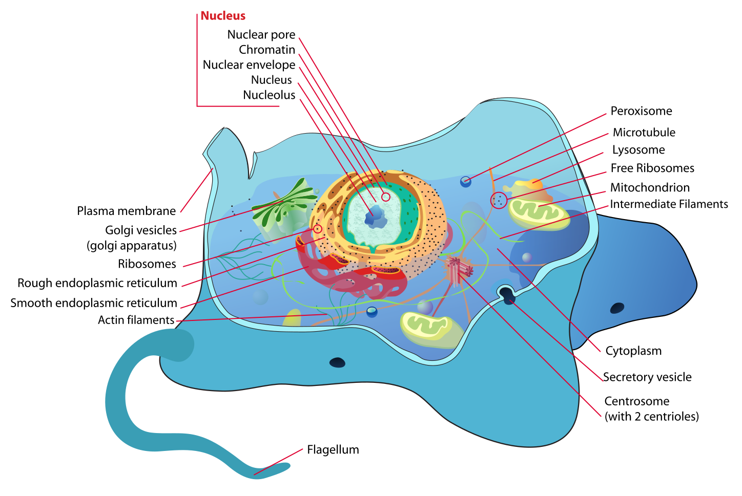 structural-biochemistry-cell-organelles-animal-cell-wikibooks-open