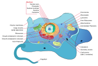 Systems biology aims to understand how genes and proteins function together to form organisms like this animal cell. Animal cell structure en.svg