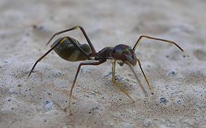 Sipelgat jäljendav hüpikämblik