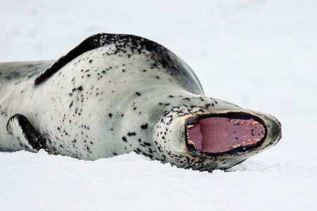Leopard seal, close-up, by Godot13