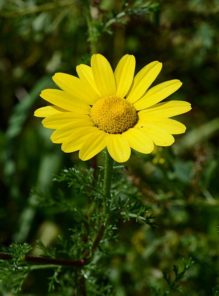 File:Anthemis april 2013-4.jpg