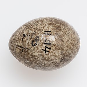 Image of Anthus novaeseelandiae egg in the collection of Auckland Museum