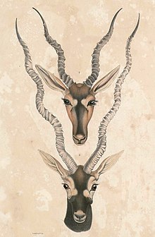 Antilope cervicapra rupicapra Hardwicke 2.jpg