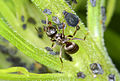 Ants cultivating aphids 8628.jpg