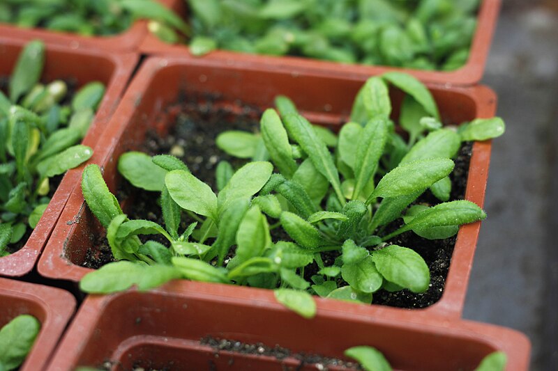 File:Arabidopsis Thaliana planted in Laboratory.JPG