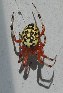 самиця Araneus marmoreus