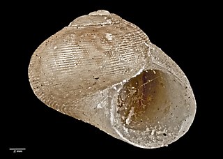 <i>Argalista</i> Genus of gastropods