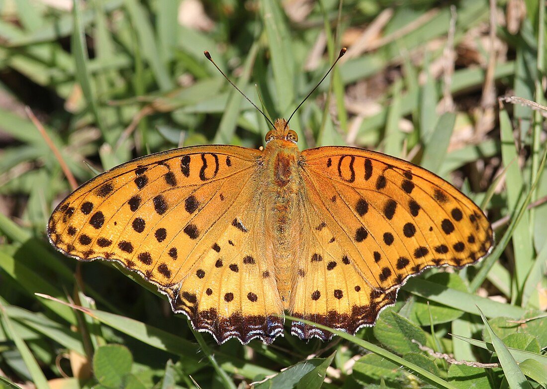 Argynnis hyperbius