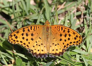 <i>Argynnis hyperbius</i> Species of butterfly