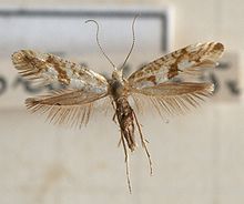 Argyresthia.sorbiella.mount.jpg