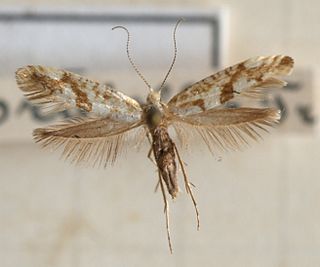 <i>Argyresthia sorbiella</i> Species of moth