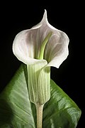 Arisaema candidissimum 'Alm' W.W.Sm.- Notes Roy. Bot. Gard. Edinburgh 10- 8 (1917). 20210630 094859.jpg