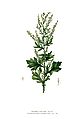 Artemisia vulgaris Blanco clean.jpg