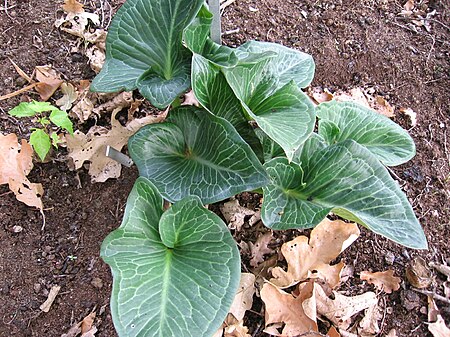 Arum pictum 01.jpg