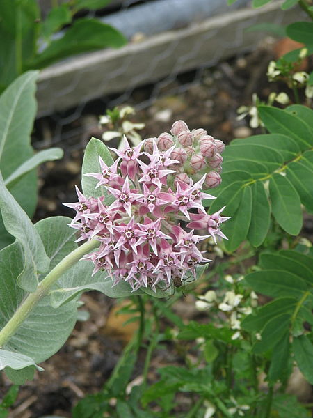 File:Asclepias speciosa (19908467318).jpg