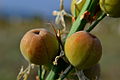 Détail des fruits de l'asphodèle-cerise